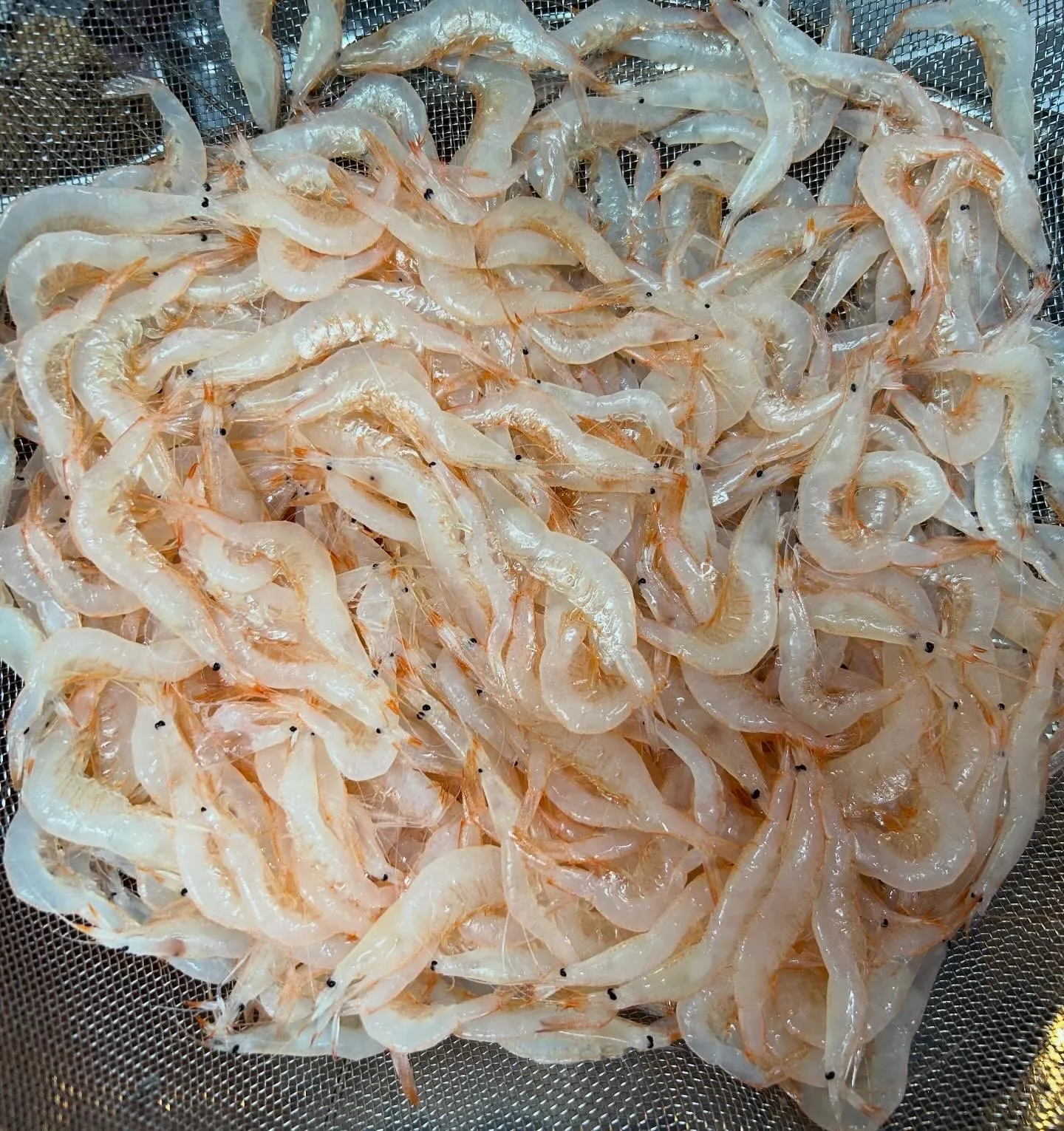 富山県産 白えびの天ぷら