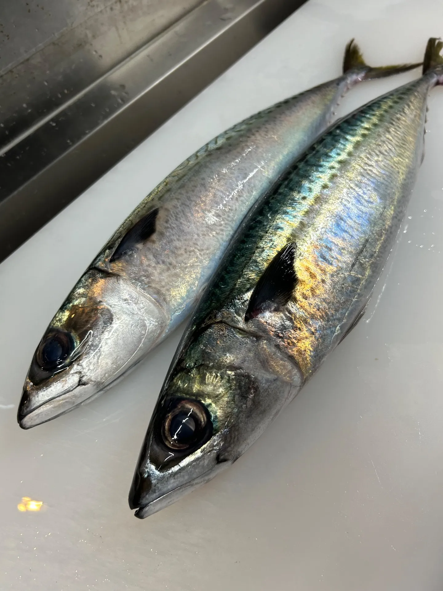 千葉県産　サバ