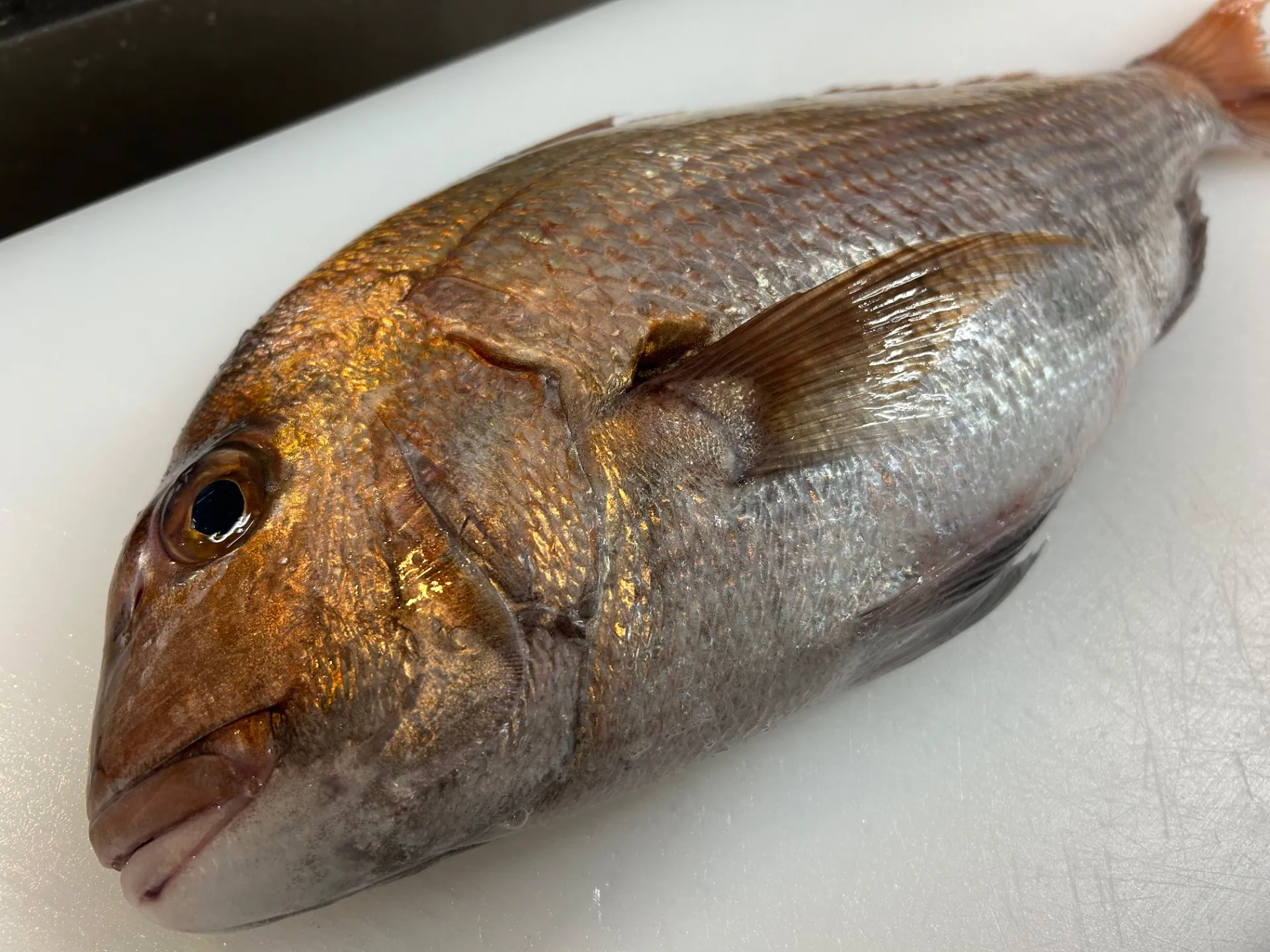 本日も良い魚、仕入れてます